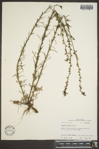 Nuttallanthus texanus image