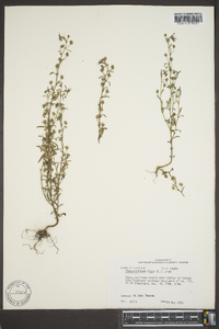 Chaenorhinum minus image