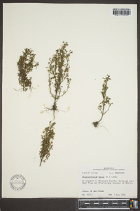 Chaenorhinum minus image