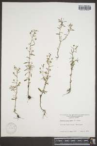 Chaenorhinum minus image