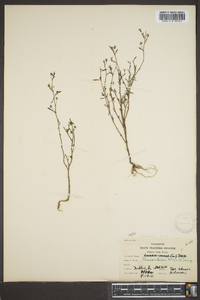 Chaenorhinum minus image