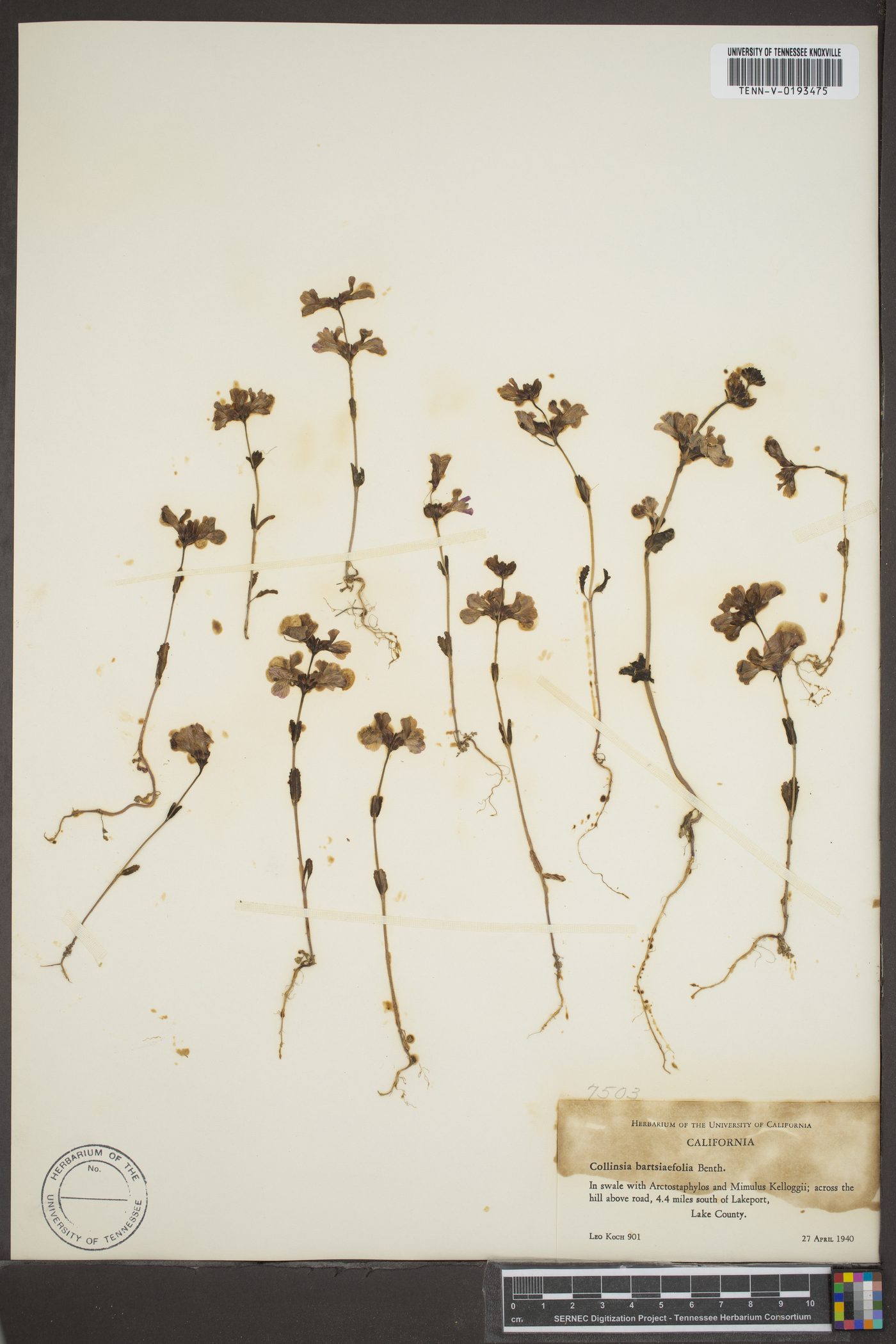 Collinsia bartsiaefolia image