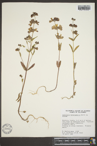 Collinsia heterophylla image