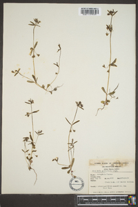 Collinsia parviflora image