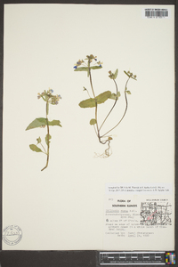 Collinsia verna image