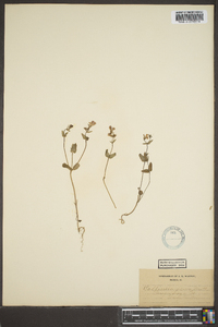 Collinsia verna image