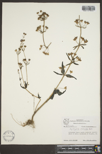 Collinsia violacea image