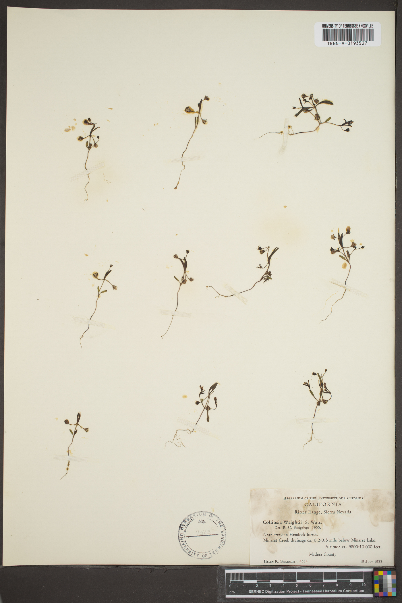 Collinsia wrightii image