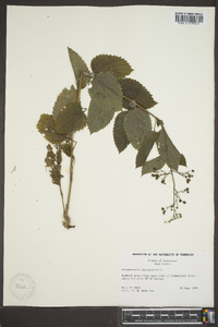 Scrophularia marilandica image