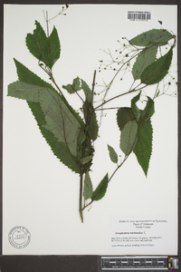 Scrophularia marilandica image