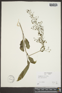 Scrophularia marilandica image