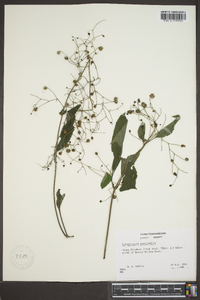 Scrophularia marilandica image