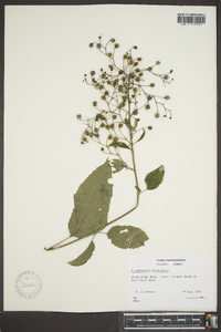 Scrophularia marilandica image