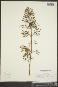 Scrophularia marilandica image