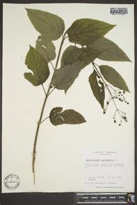 Scrophularia marilandica image