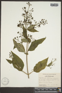 Scrophularia marilandica image