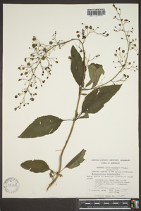 Scrophularia marilandica image