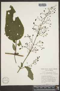 Scrophularia marilandica image