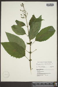 Scrophularia marilandica image