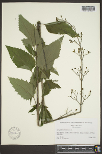 Scrophularia marilandica image