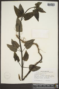 Scrophularia californica image