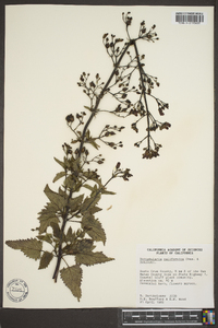 Scrophularia californica image