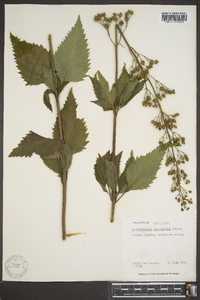 Scrophularia lanceolata image