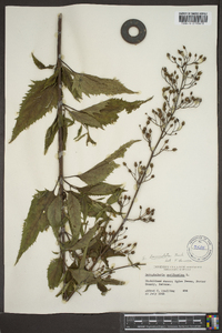 Scrophularia lanceolata image