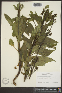 Scrophularia lanceolata image