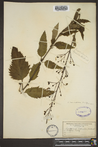 Scrophularia lanceolata image