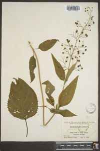 Scrophularia marilandica image