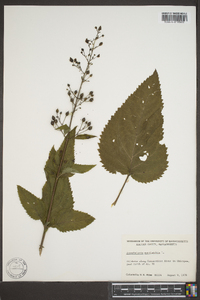 Scrophularia marilandica image