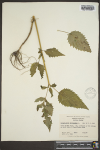 Scrophularia marilandica image