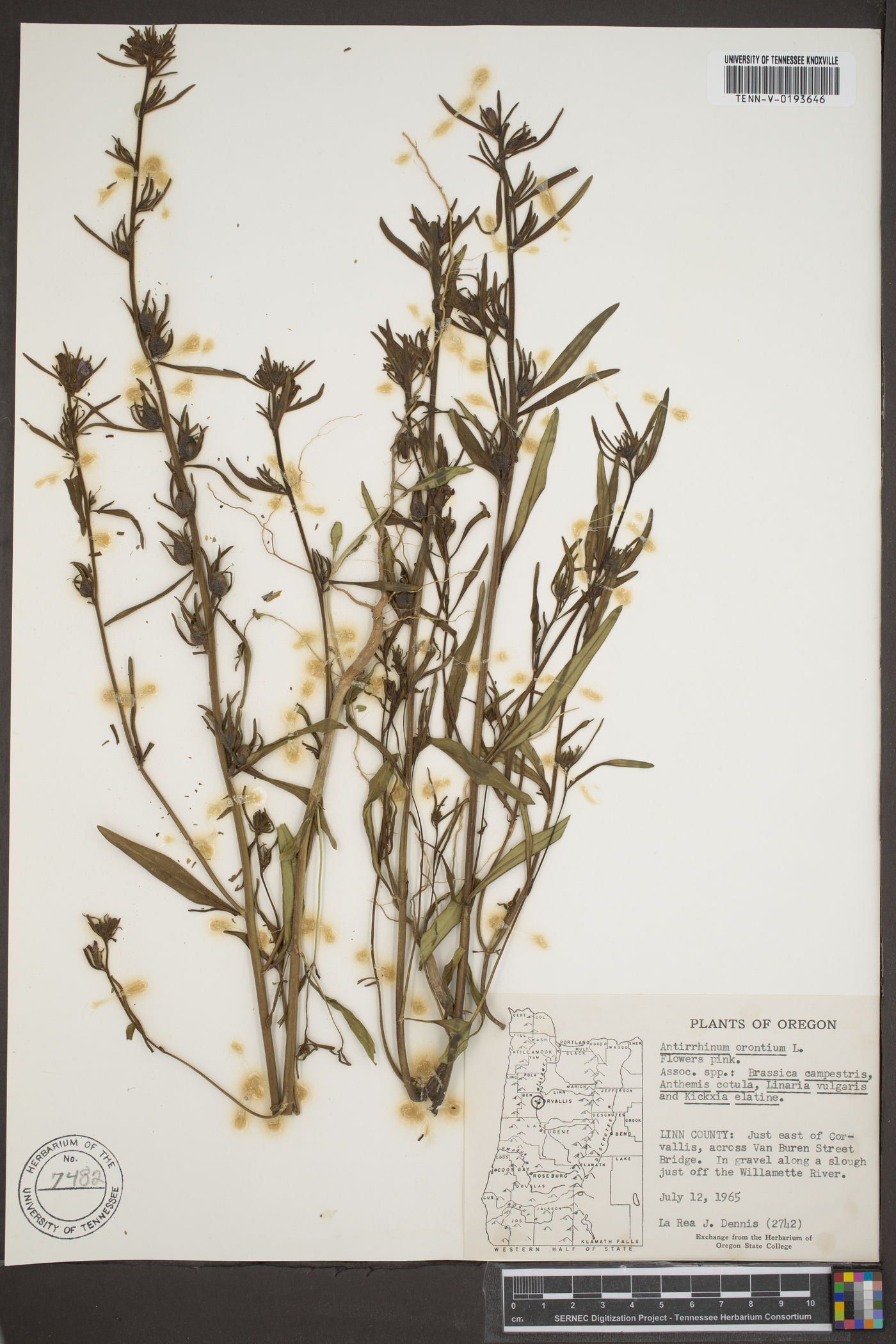 Antirrhinum orontium image
