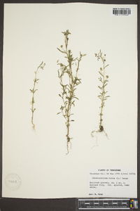 Chaenorhinum minus image