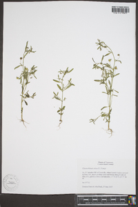 Chaenorhinum minus image