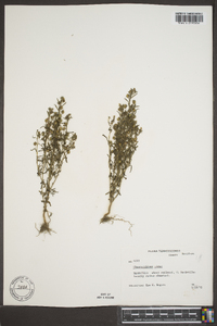 Chaenorhinum minus image