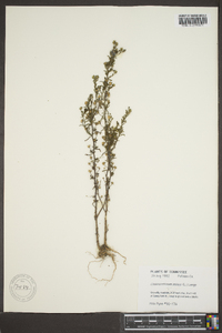 Chaenorhinum minus image