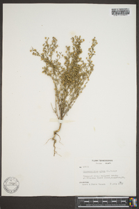 Chaenorhinum minus image