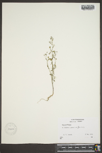 Chaenorhinum minus image