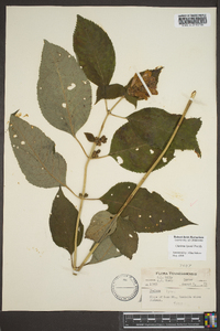 Chelone lyonii image