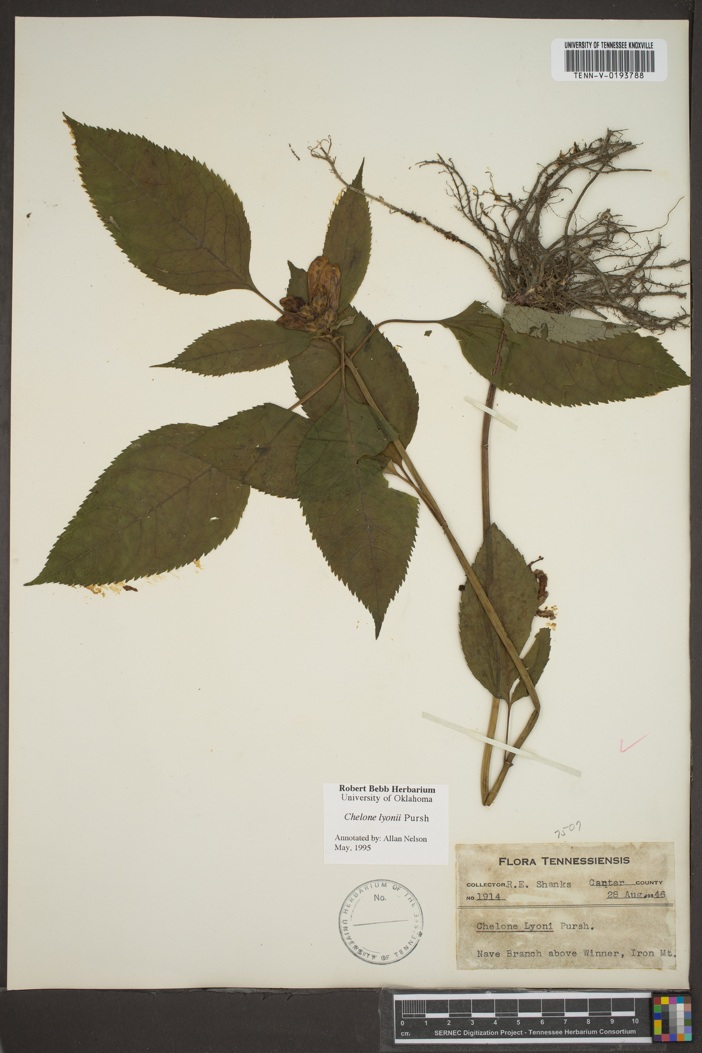 Chelone lyonii image