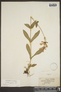 Penstemon laevigatus image