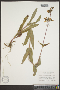 Penstemon laevigatus image