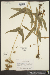 Penstemon laevigatus image