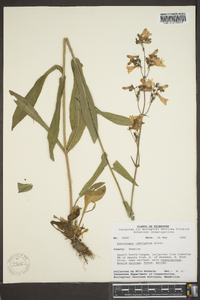 Penstemon laevigatus image