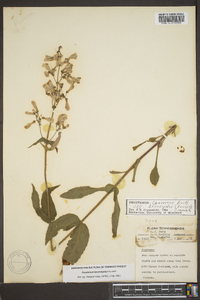 Penstemon brevisepalus image