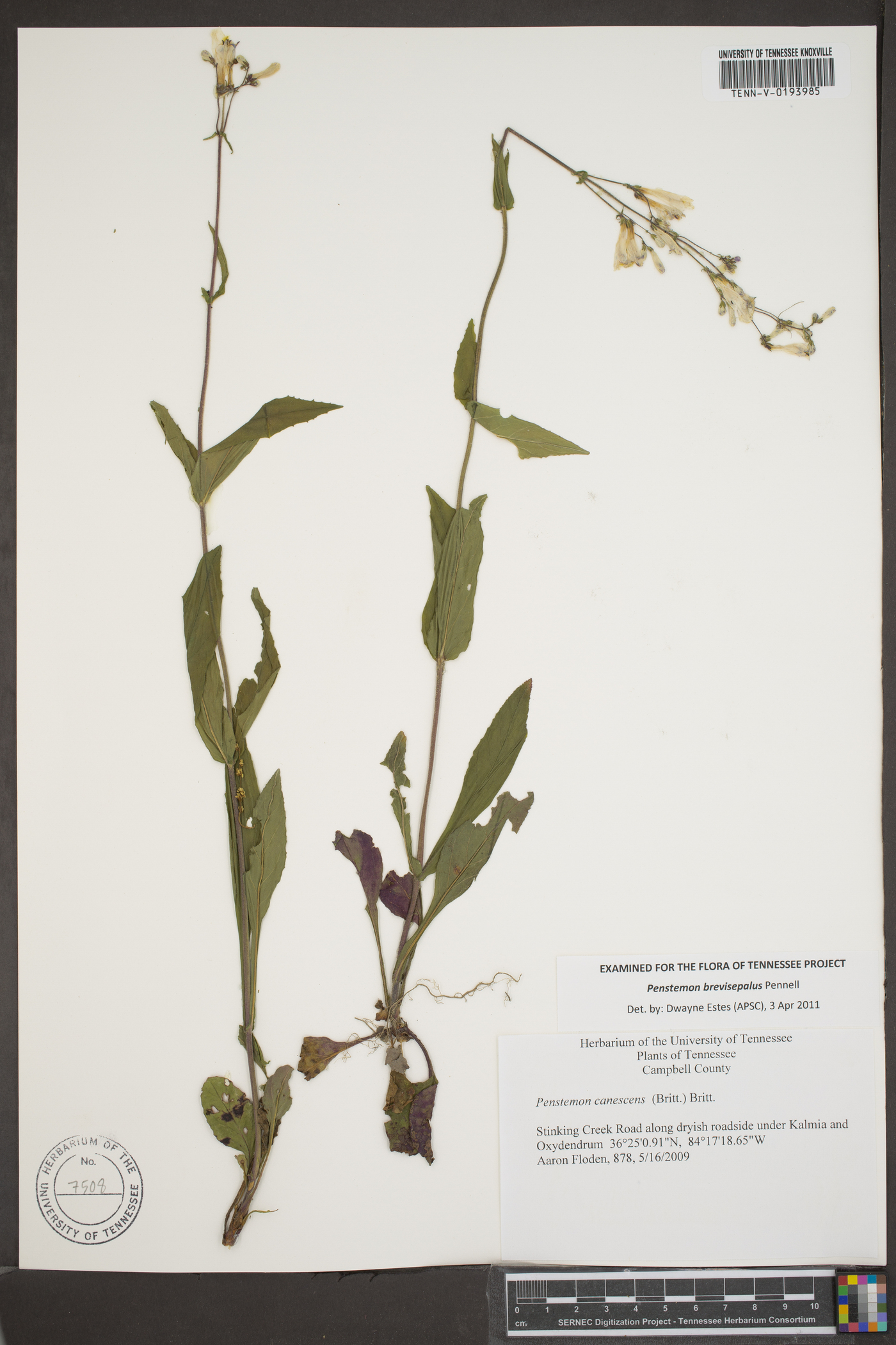 Penstemon brevisepalus image