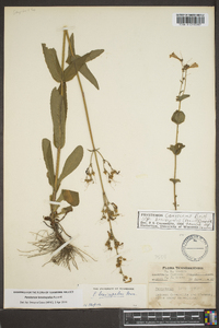 Penstemon brevisepalus image