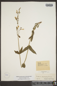 Penstemon brevisepalus image